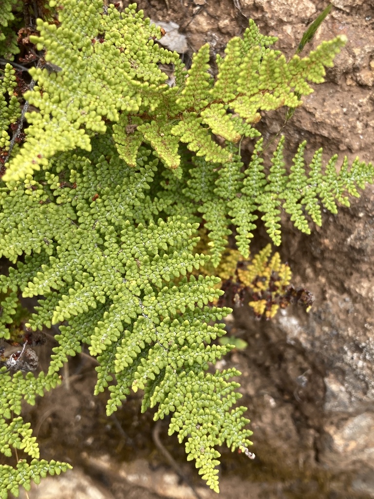 Myriopteris clevelandii (Cleveland's lip fern), native California herb
