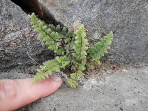 Myriopteris cooperae (Cooper's lip fern), native California herb