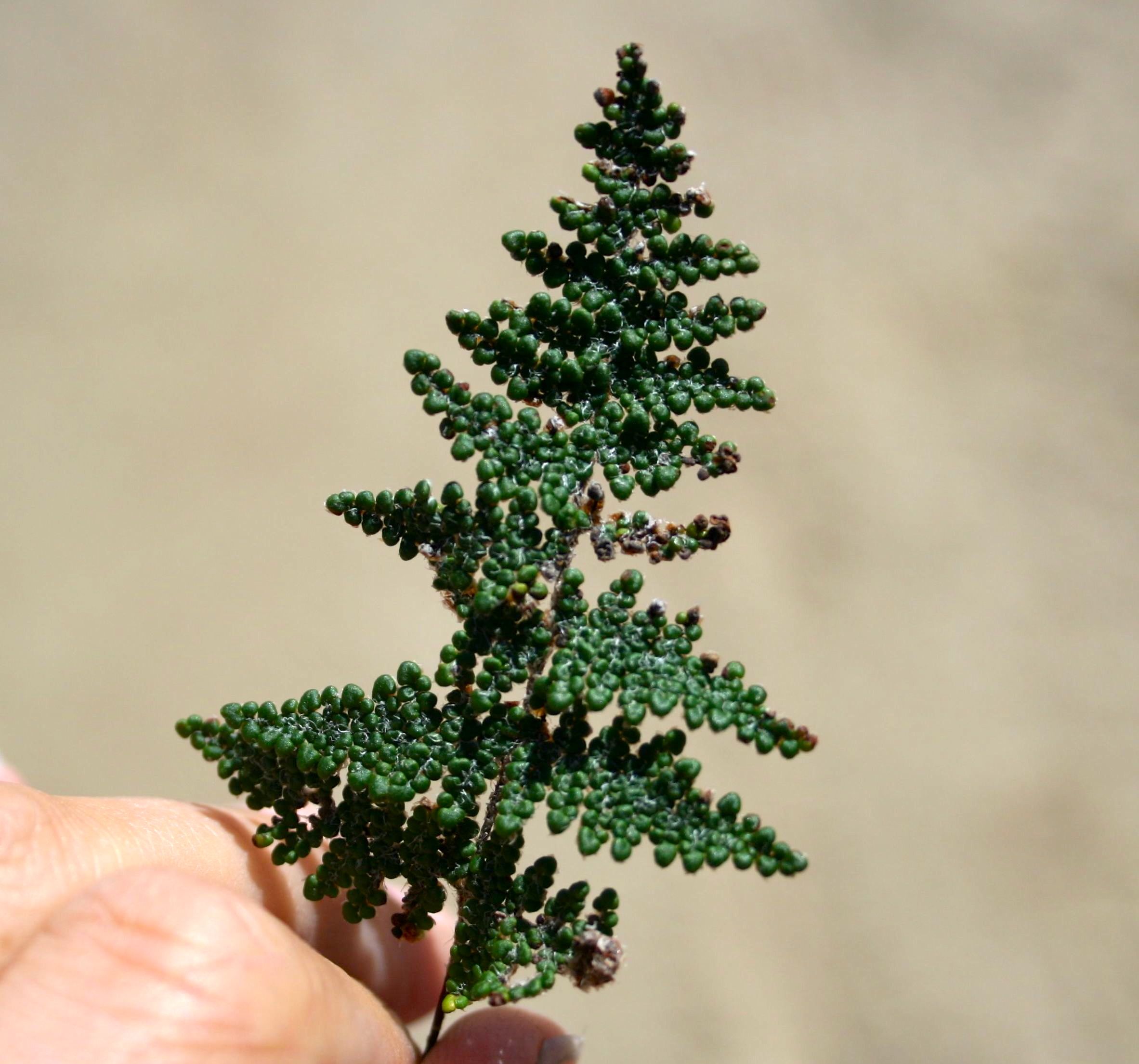 Myriopteris covillei (Coville's lip fern), native California herb
