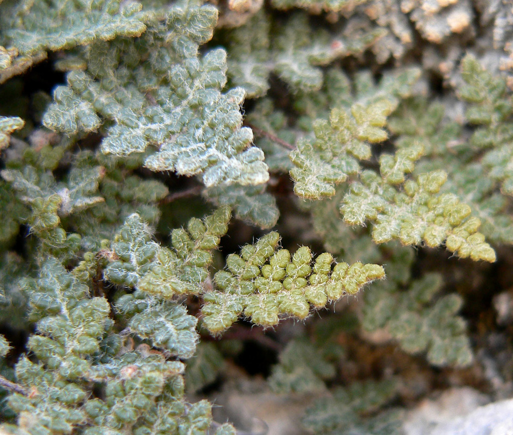 Myriopteris gracilis (Slender lip fern), native California herb