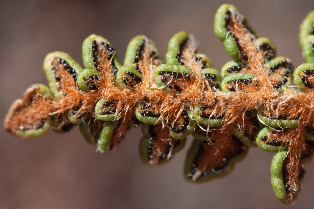 Myriopteris gracillima (Lace lip fern), native California herb