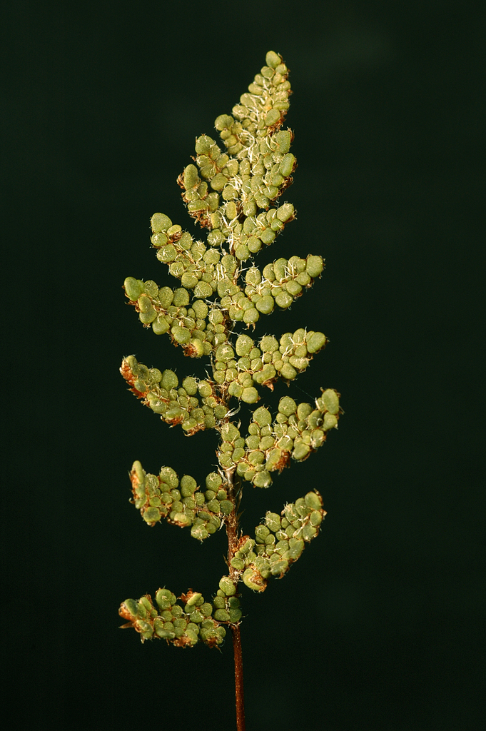Myriopteris intertexta (Coastal lip fern), native California perennial