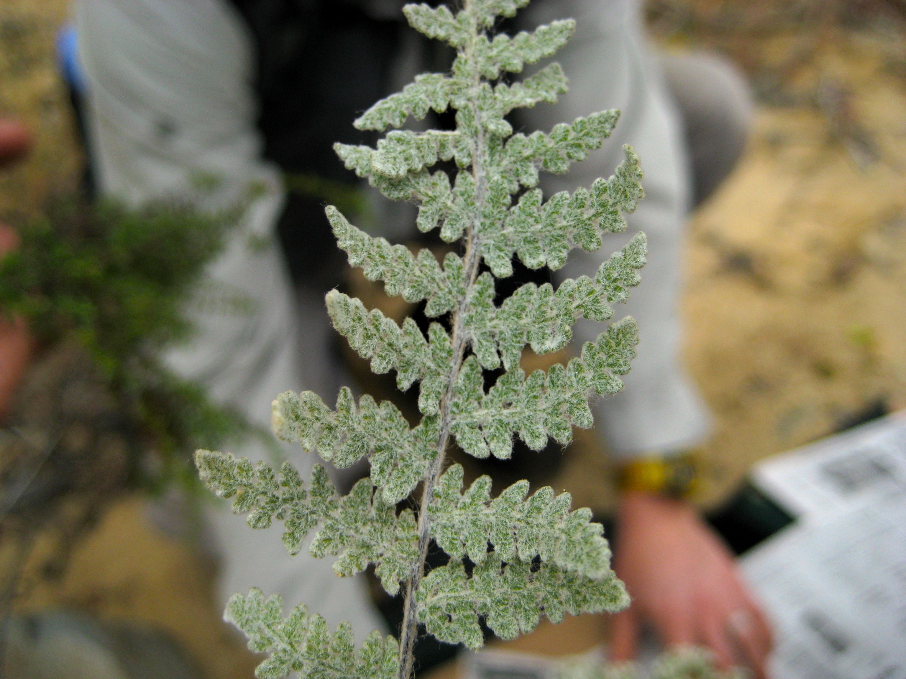 Myriopteris newberryi (Newberry's lip fern), native California herb