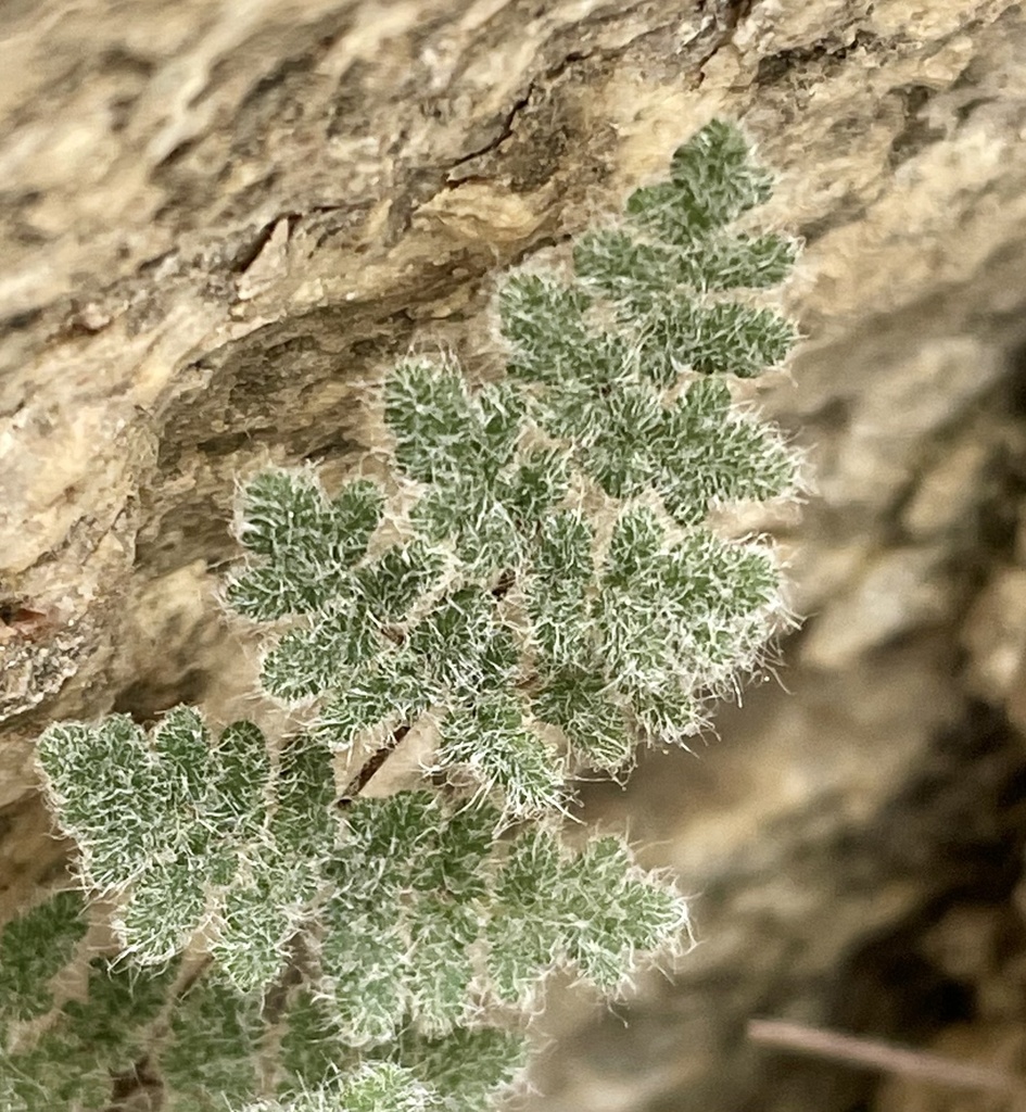 Myriopteris parryi (Parry's lip fern), native California herb