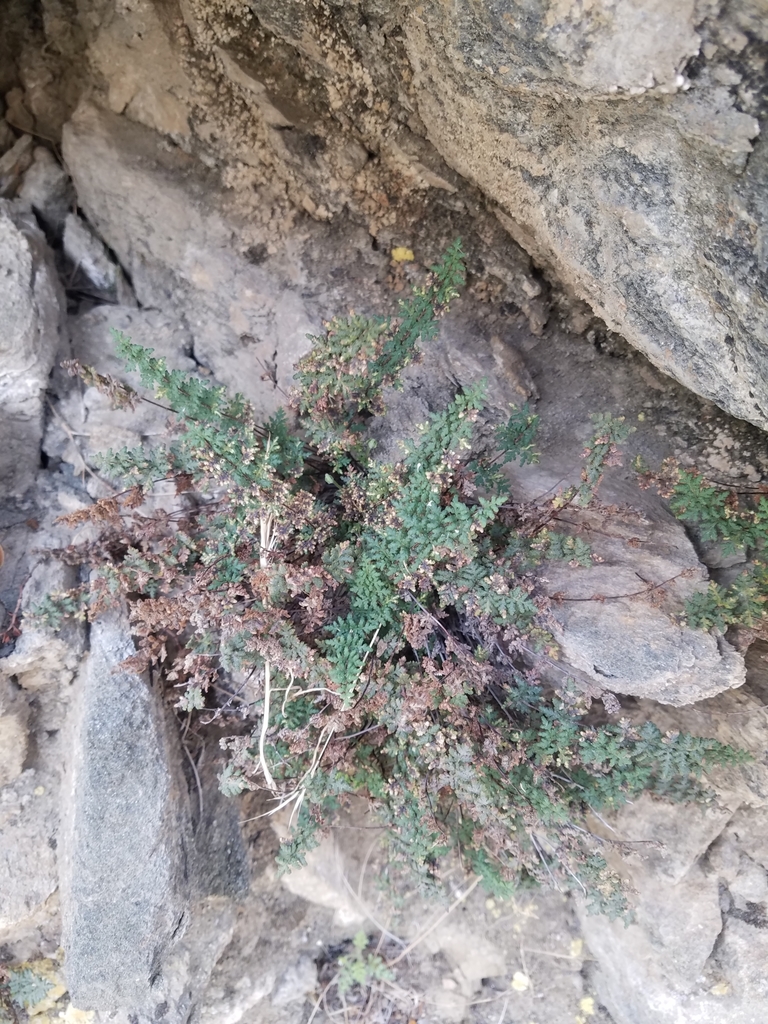 Myriopteris viscida (Viscid lace fern), native California herb