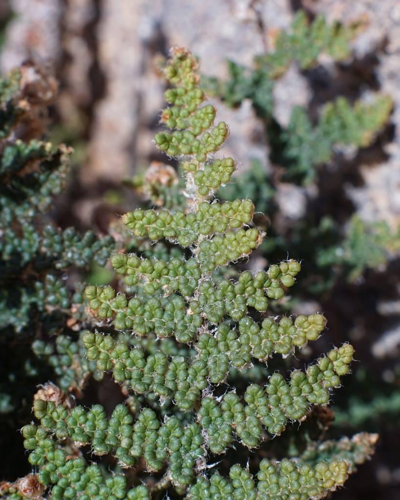 Myriopteris wootonii (Wooton's lip fern), native California herb