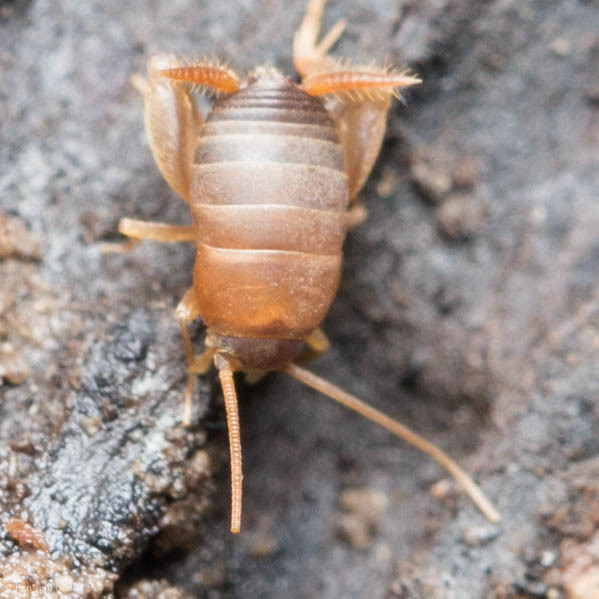 Myrmecophilus oregonensis (West Coast Ant Cricket), California species