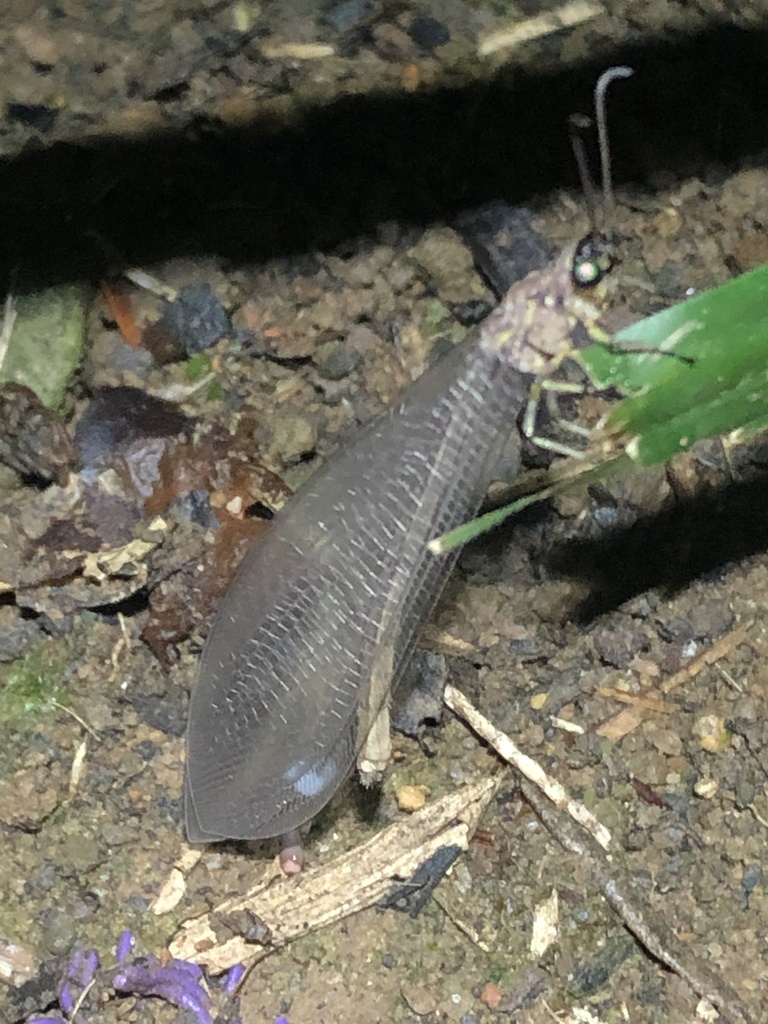 Myrmeleon exitialis, California species