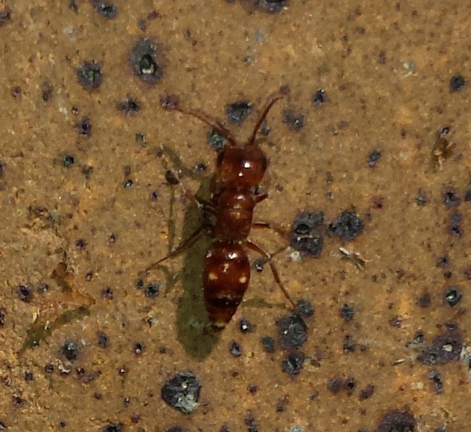 Myrmosula pacifica (Antioch Multilid Wasp), California species