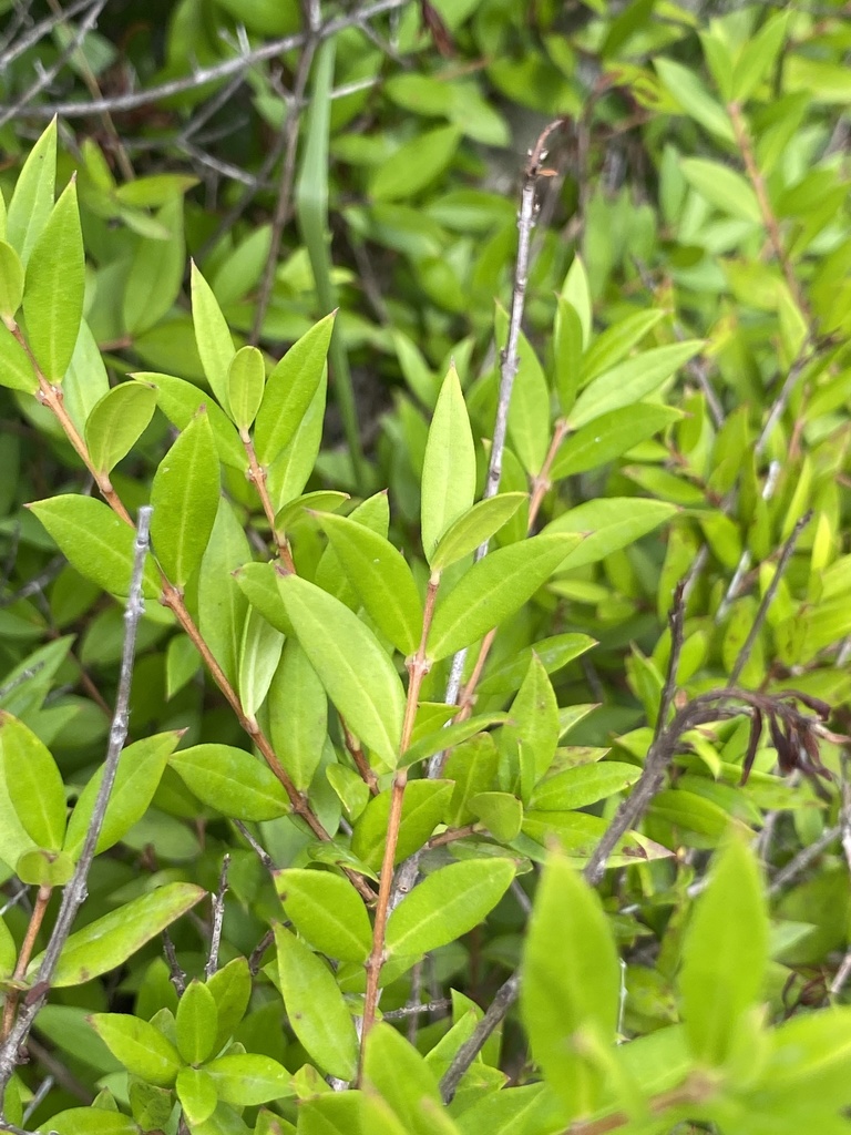 Myrtus communis (Myrtle), non-native California shrub