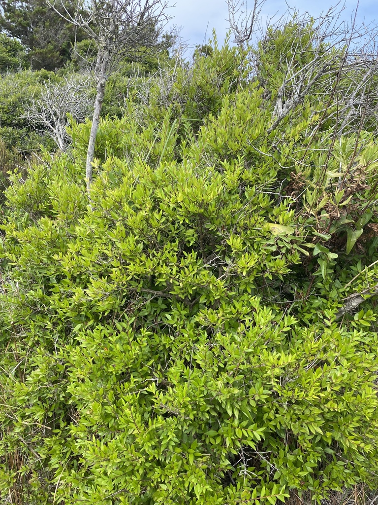 Myrtus sp., non-native California shrub