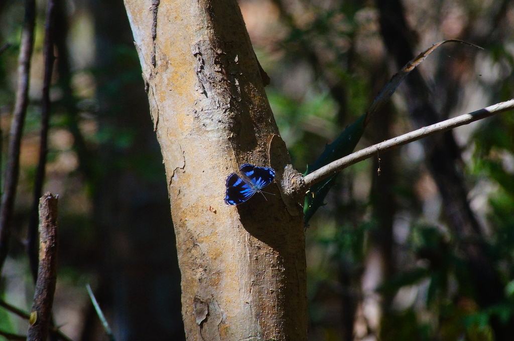 Myscelia cyananthe (Blackened Bluewing), California species