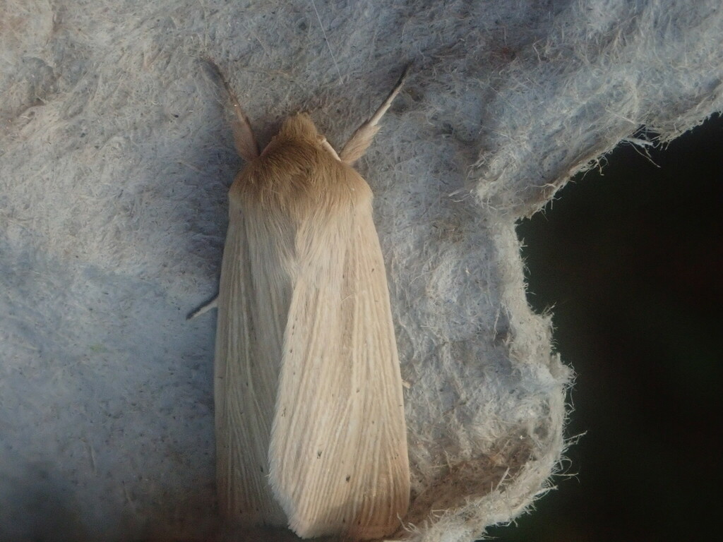 Mythimna oxygala, California species