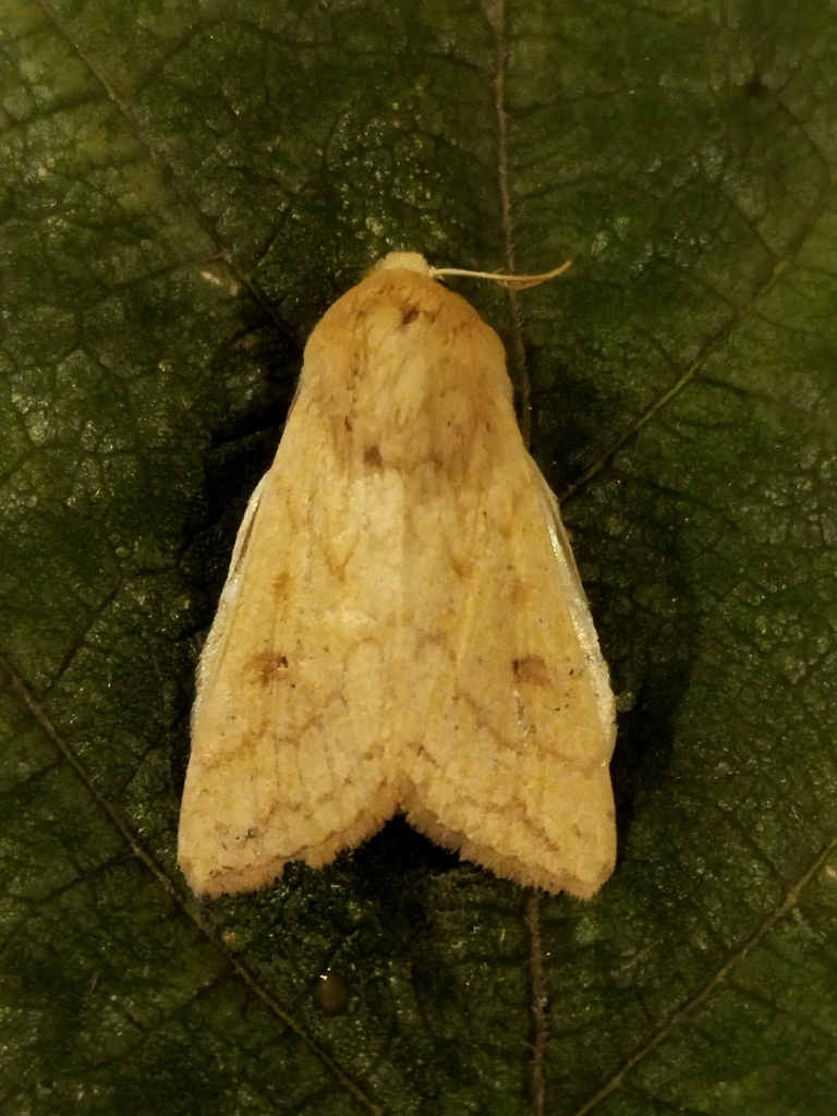 Mythimna unipuncta (Armyworm Moth), California species