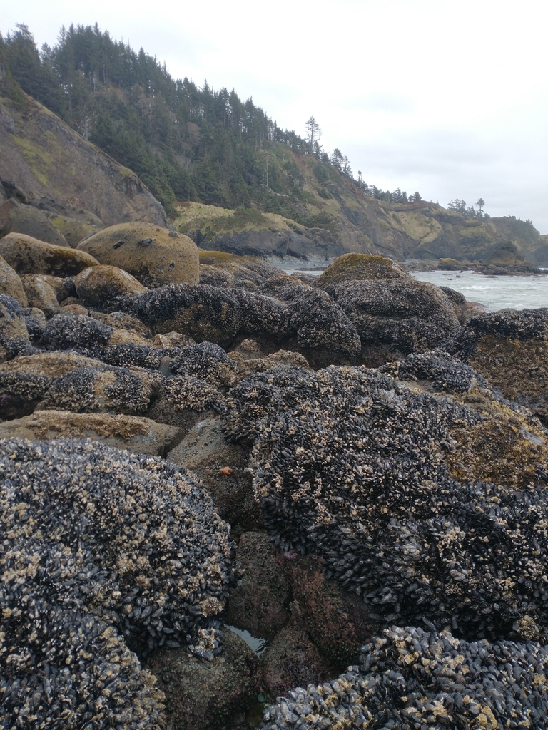 Mytilus californianus (California Mussel), California species