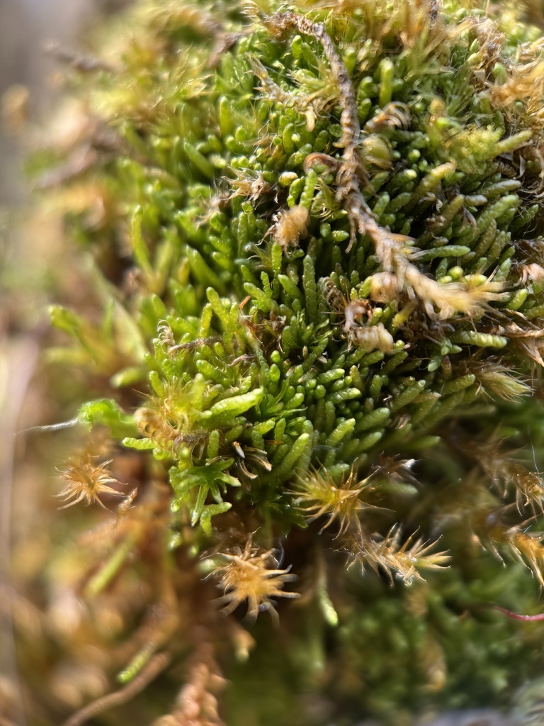 Myurella julacea (small mousetail moss), California species
