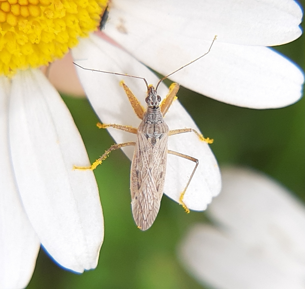 Nabis americoferus (Common Damsel Bug), California species