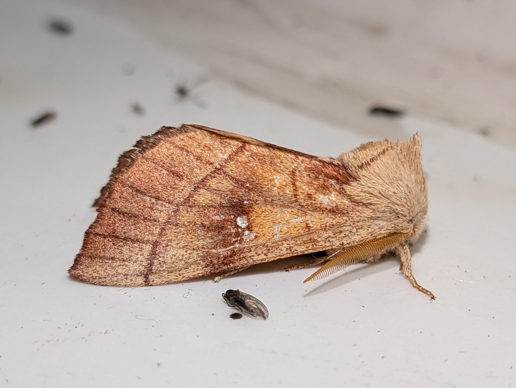 Nadata oregonensis, California species