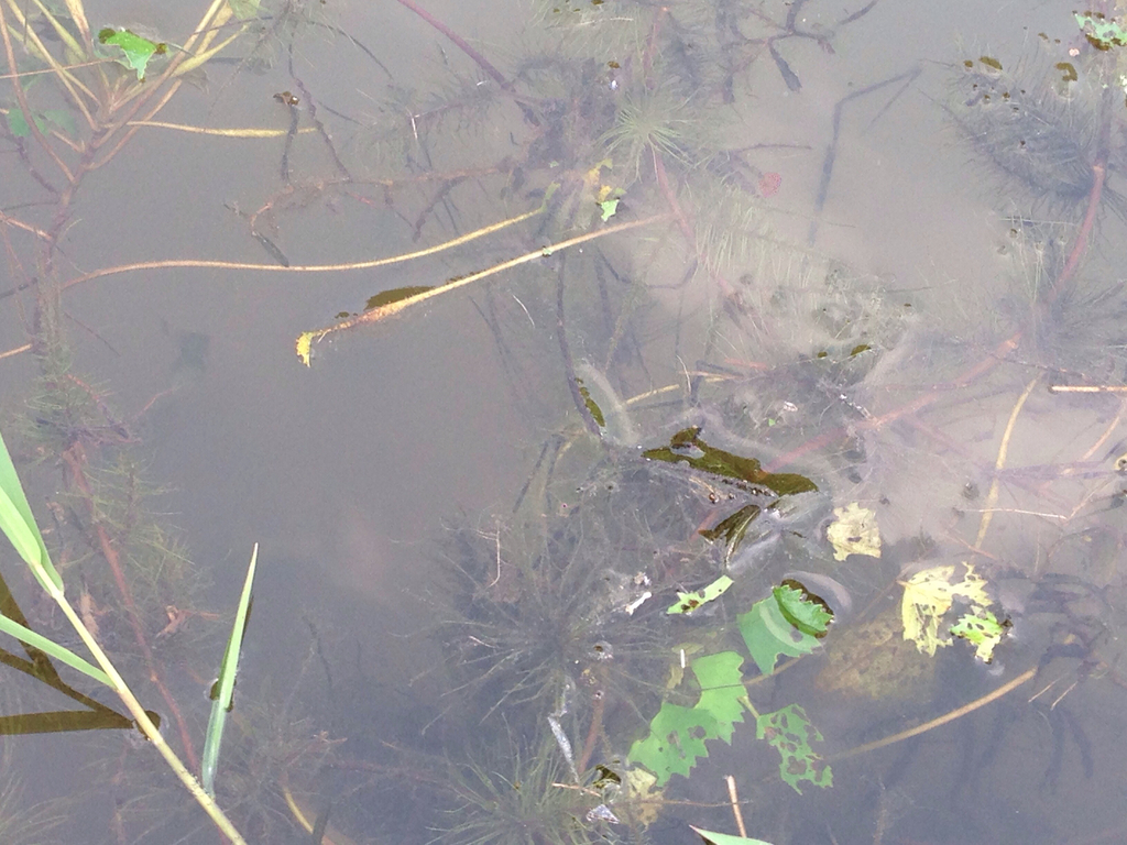Najas gracillima (Thread-leaved water-nymph), non-native California herb