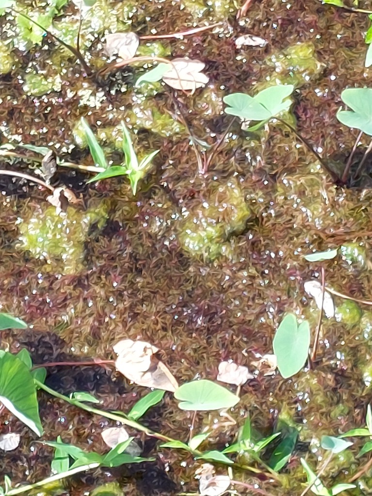 Najas graminea (Rice-field water-nymph), non-native California herb