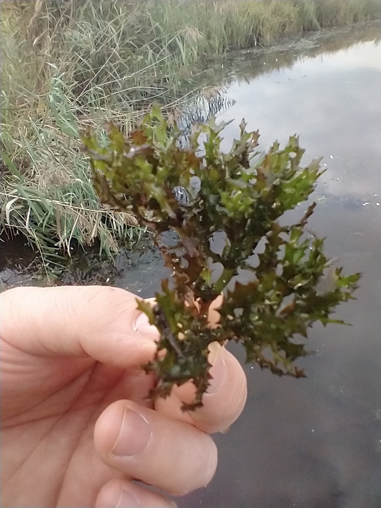 Najas marina (Holly-leaved water-nymph), native California herb
