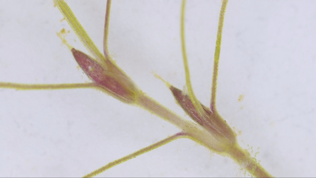 Najas sp., non-native California annual