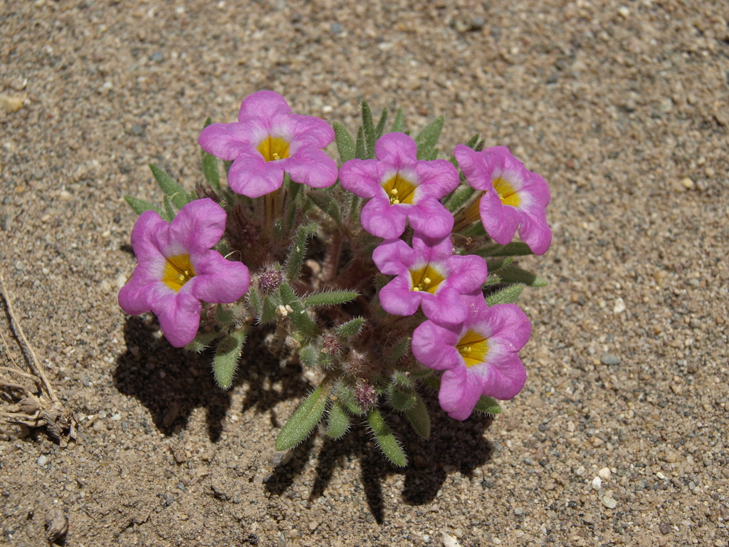 Nama aretioides var. californica, native California perennial