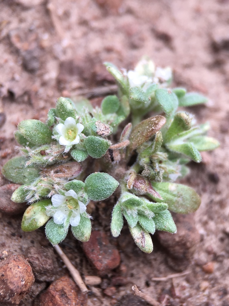Nama californica, native California herb