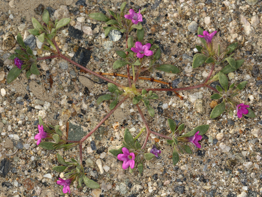 Nama demissa — parent species of Nama demissa var. demissa