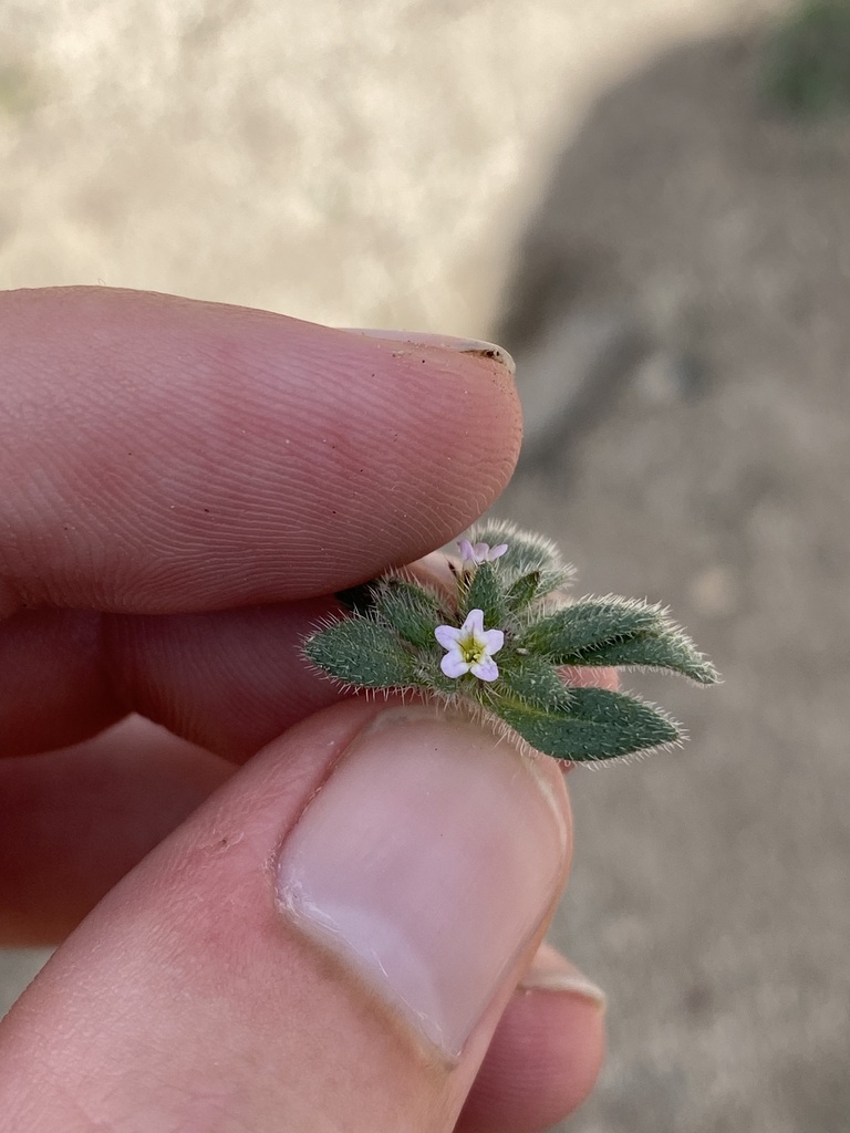 Nama densa — parent species of Nama densa var. parviflora