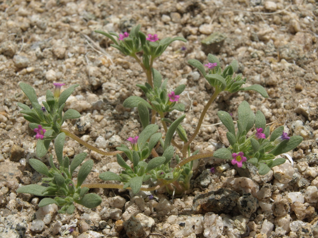 Nama depressa, native California perennial