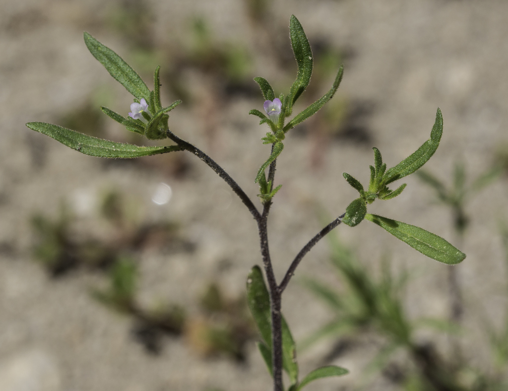 Nama dichotoma var. dichotoma (Forked purple mat), native California perennial