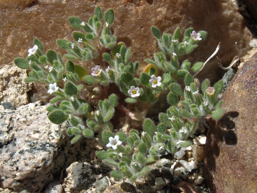 Nama pusilla, native California perennial