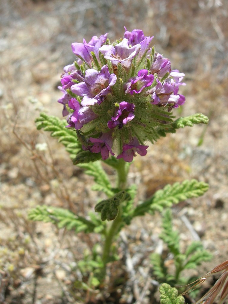Nama rothrockii (Rothrock's fiddleleaf), native California subshrub