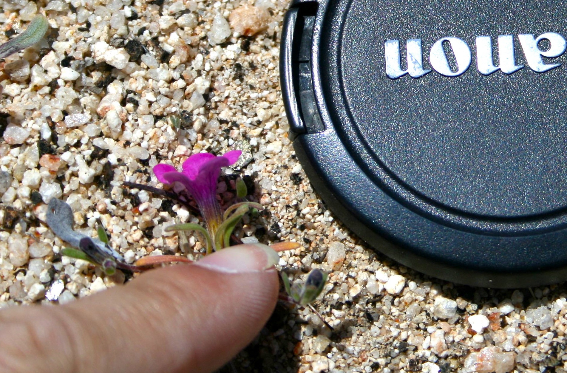 Nama sp. (Purple mat), native California perennial
