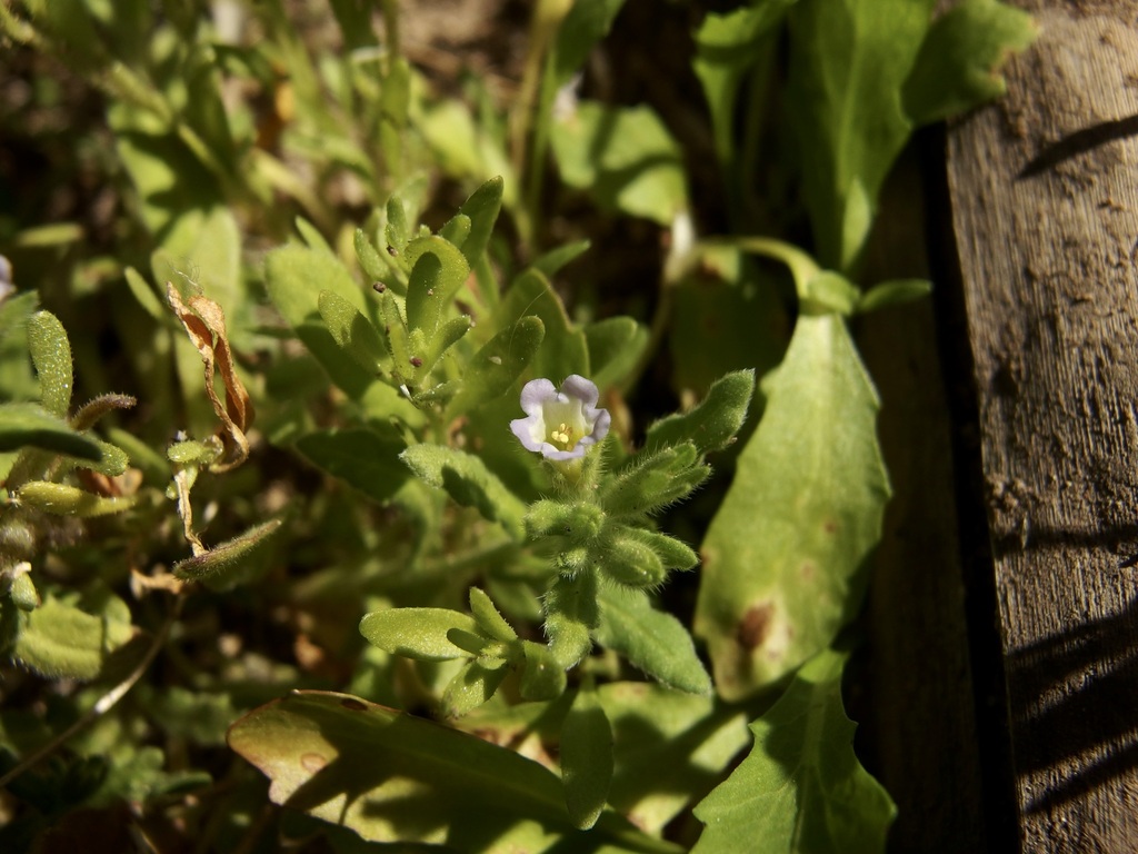 Nama stenocarpa (Mud nama), native California perennial