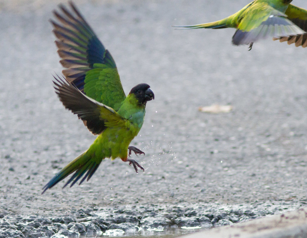Aratinga nenday (Nanday Parakeet), California species