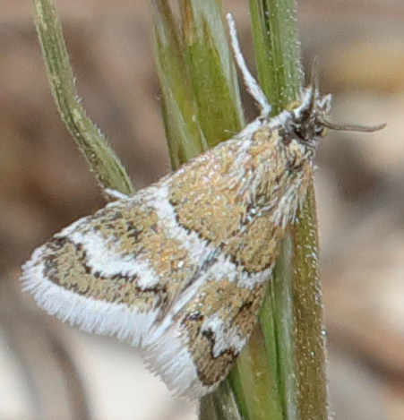 Nannobotys commortalis, California species