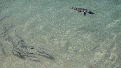 Nannopterum auritum (Double-crested Cormorant), California species