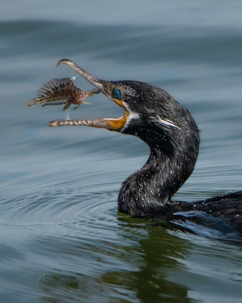 Nannopterum brasilianum (Neotropic Cormorant), California species