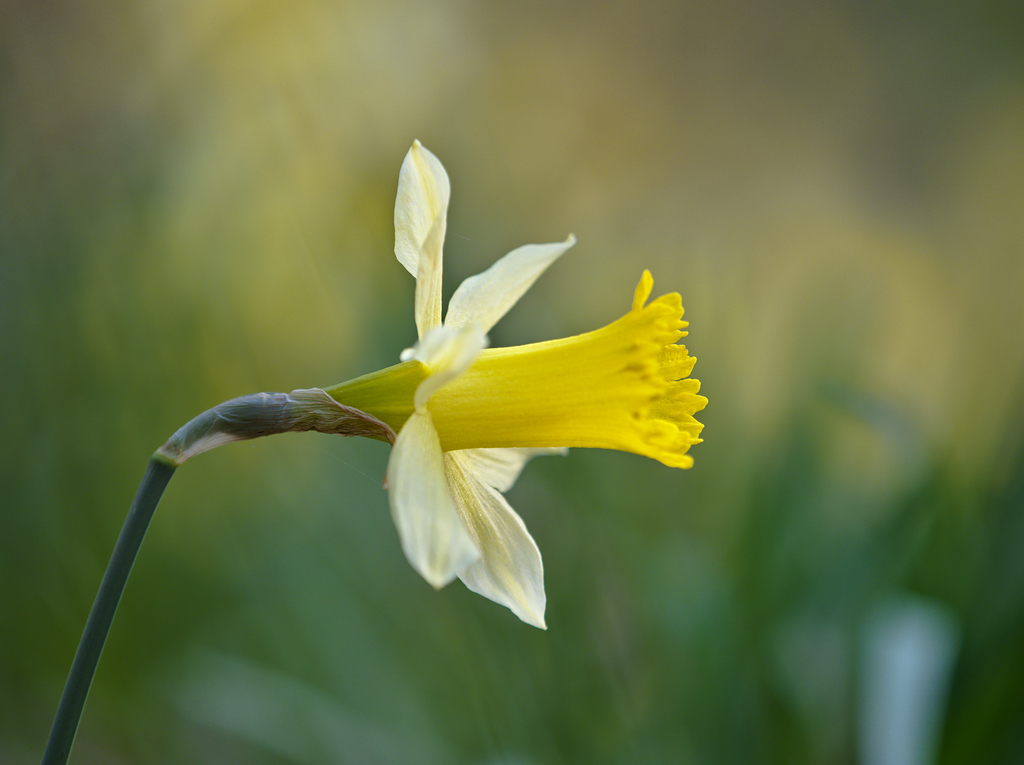 Narcissus pseudonarcissus (Daffodil), non-native California herb