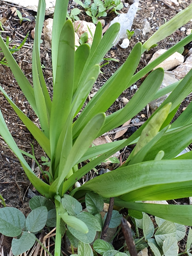 Narcissus tazetta (Paper white), non-native California herb