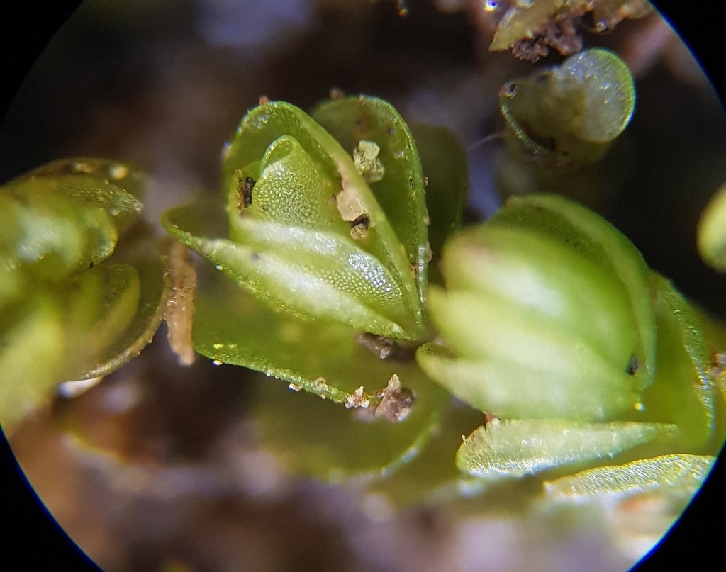 Nardia hiroshii (Hiroshi's flapwort), California species