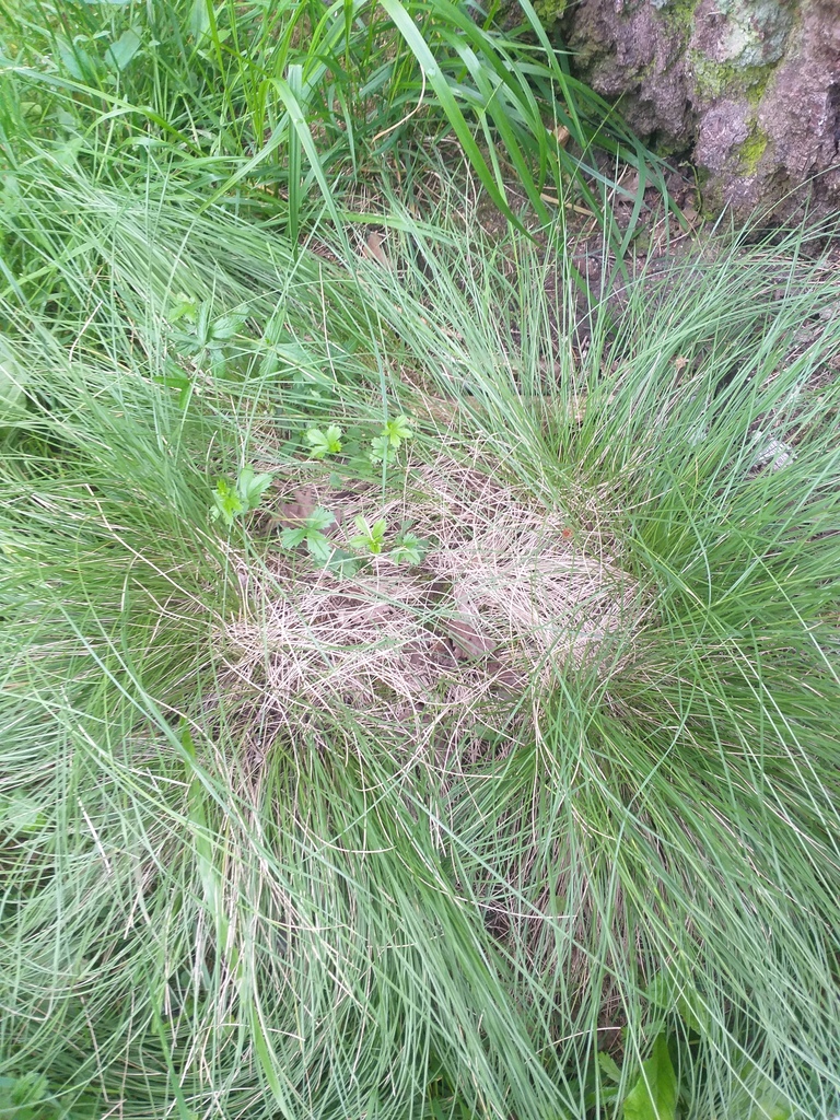 Nardus stricta (matgrass), California grass