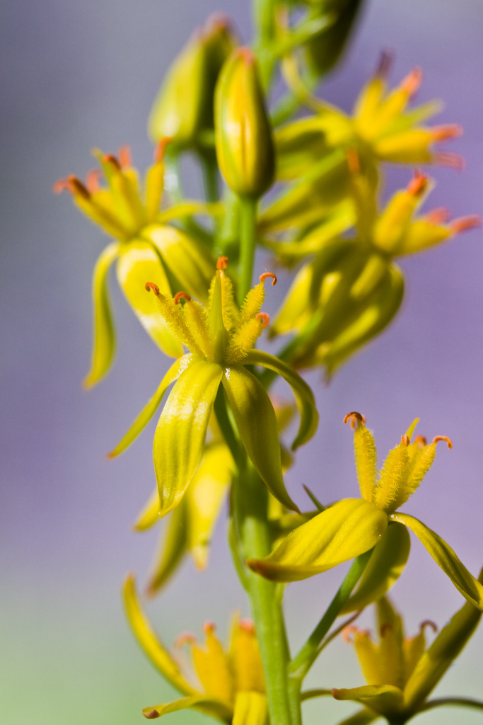 Narthecium sp. (Bog asphodel), native California perennial