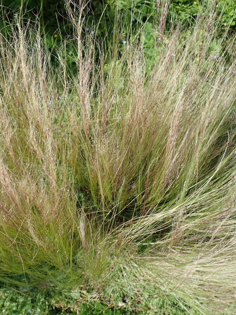 Nassella tenuissima (Mexican feathergrass), California grass