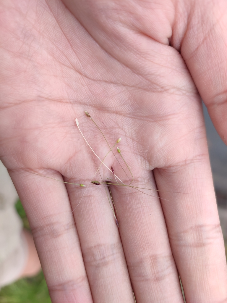 Nassella trichotoma (serrated tussock, serrated tussock grass, Yass tussock, Yass River tussock), California grass