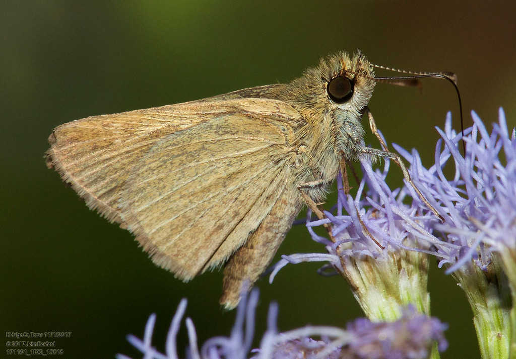 Nastra julia (Julia's Skipper), California species