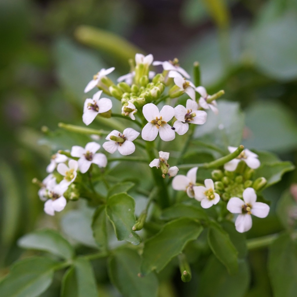 Nasturtium officinale (Water cress), native California herb