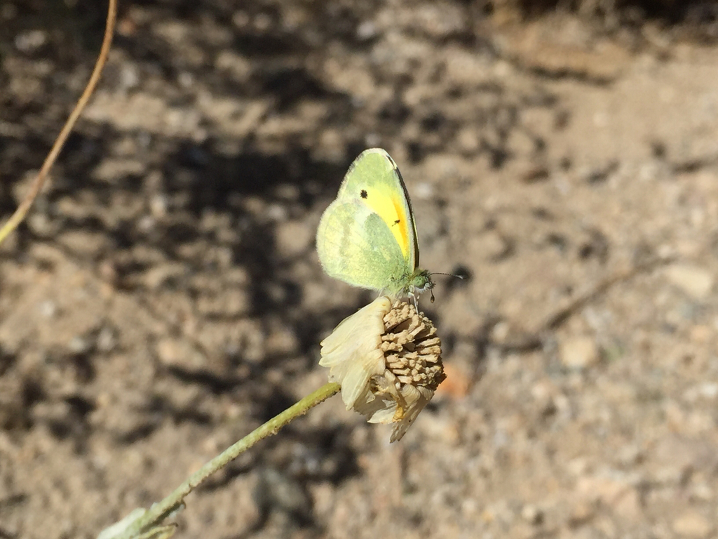 Nathalis iole (Dainty Sulphur), California species